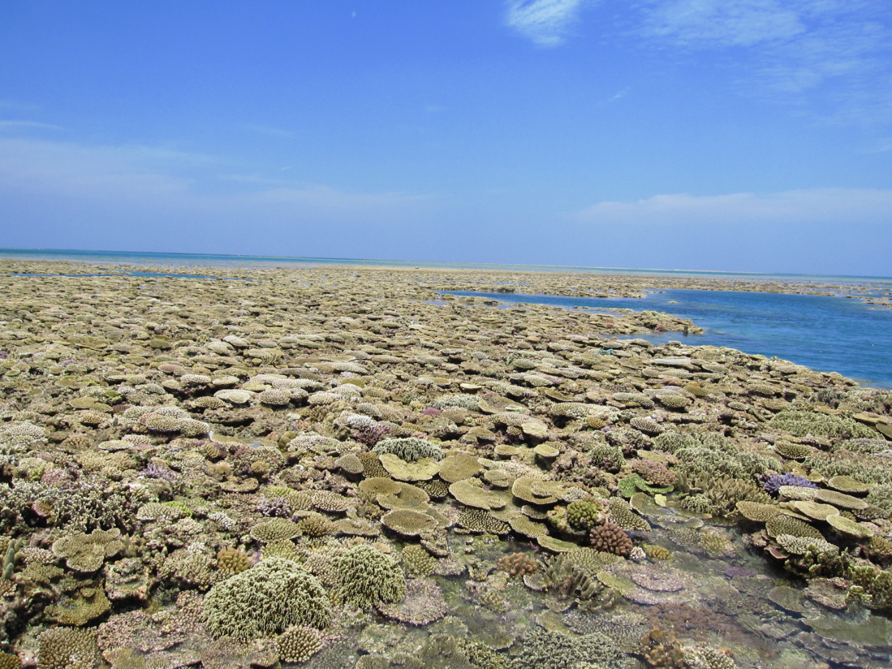 大潮の最干潮時にはこんなにサンゴ礁が浮き出てきます。この景色が八重干瀬が『幻の大陸』と呼ばれる理由です。