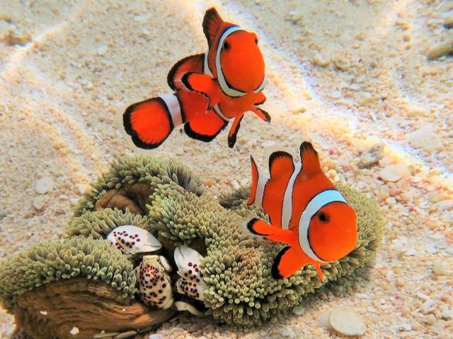 カクレクマノミのニモちゃん。数年前の水温上昇の白化現象の時から数が減っていましたが少しずつ増えてきました。