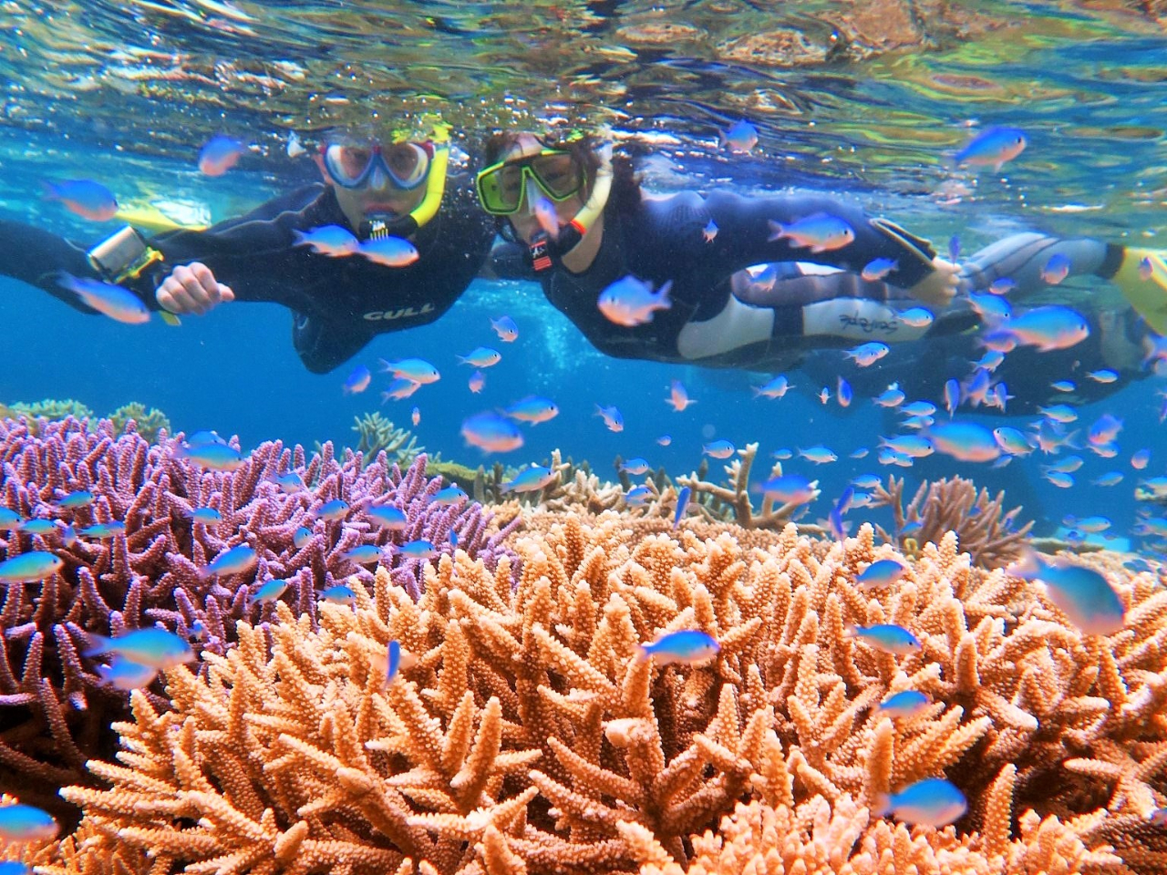 �F�Ƃ�ǂ�̃T���S�Ƃ�������B�̖��O���A�킩��͈͂ł��ē����Ă���܂��B������A�����育�Ɠ�������܂�����A�����Ȃ����q�˂��������B