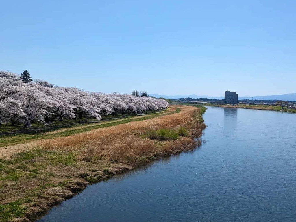 集合場所の近隣で「みちのく三大桜名所」にも選ばれた「展勝地の桜」が楽しめます!ツアーの後は、目移りする程の屋台もあわせてお楽しみください。