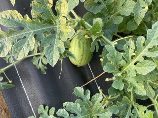 こだまスイカ育成中です