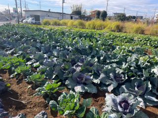 冬野菜芽キャベツ、白菜、大根、株、紫キャベツ、いろいろあります