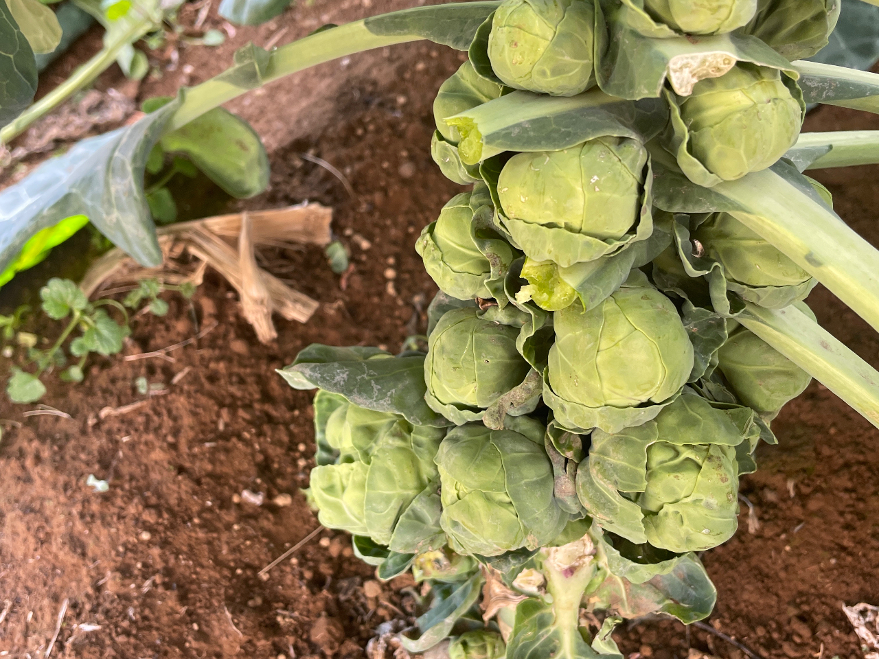 ��L���x�c�ł�