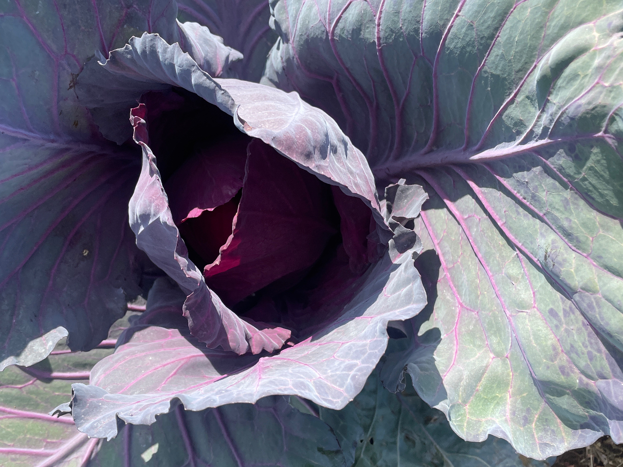 ���L���x�c�ł�