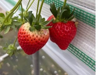 あまりんの他冬野菜芽キャベツ、白菜、大根、株、紫キャベツ、いろいろあります