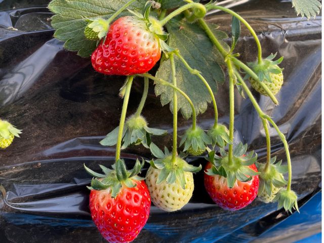 冬季 収穫体験 1月 3月末 各時間少人数受け入れ いちご 大根 白菜 菜花 パクチ サラダからし菜等 なないろ園芸 じゃらん遊び体験 冬季 収穫体験 1月 3月末 各時間少人数受け入れ いちご 大根 白菜 菜花 パクチ サラダからし菜等 なないろ園芸 じゃらん遊び体験