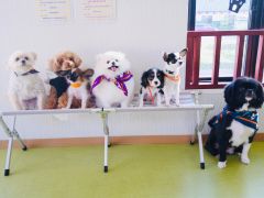 福岡の動物カフェランキングtop10 じゃらんnet 福岡の動物カフェランキングtop10 じゃらんnet