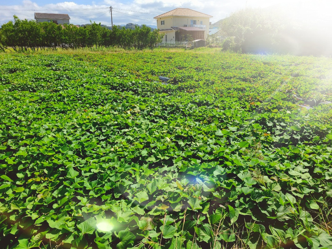 wg͂邩xorwVNXC[gxLȈ΂Ŏňy݂