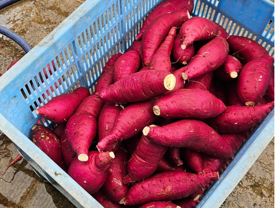 3株掘ると2.5kgから3kgくらいお持ち帰りできます。(写真は紅はるか)