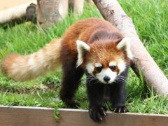 レッサーパンダのコキンちゃん♪木に登る様子や、ごはんを食べる様子、さらに皆さまの頭上を素早く駆け回る様子などをさまざまなアングルからお楽しみください☆