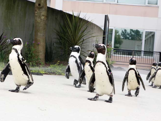 「ふれあいラグーン」で「ペンギンパレード」を観覧★可愛らしいぺンギン癒されよう♪