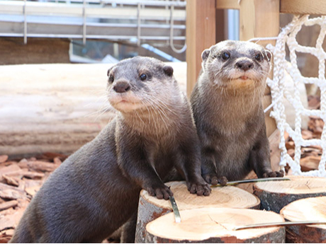 `LABO11wtHXgEx`DSȃJE\ɃLL̗Vя␅ӂŃJE\Cɋ삯GAł