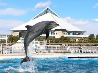 4つの水族館入館とアトラクションフリーパス、ショップクーポンがセットになりました。横浜・八景島シーパラダイスを1日満喫しよう!