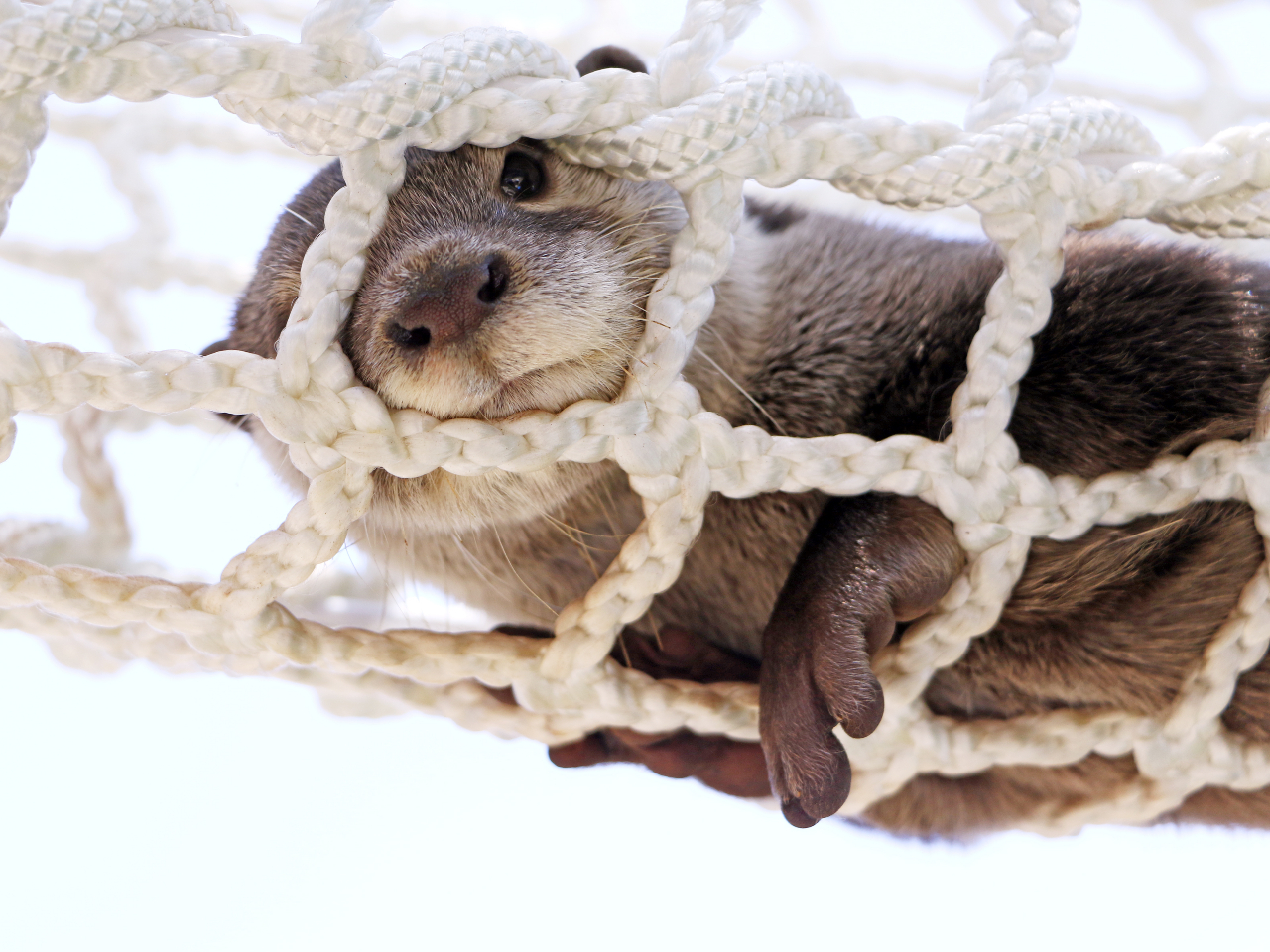 �`LABO11�w�t�H���X�g���E���x�`�D��S�����ȃJ���E�\�����ɃL�����L����������̗V�я�␅�ӂŃJ���E�\���������C�ɋ삯���G���A�ł���