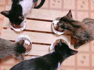 キャットシェルターで猫ちゃんのお世話体験 可愛いお土産付 50分 平日 キャットシェルターととの森 じゃらん遊び体験 キャットシェルターで猫ちゃんのお世話体験 可愛いお土産付 50分 平日 キャットシェルターととの森 じゃらん遊び体験