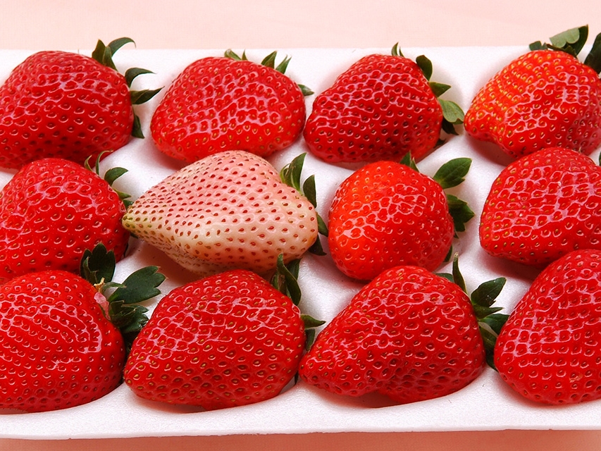 3/1～4/7〉最大で12種類ものいちごを食べ比べ♪※生育状況によっては