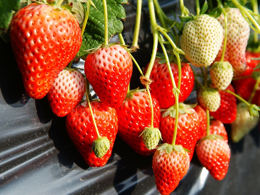 いちごページ　リクエスト5点 3/1～4/7〉最大で12種類ものいちごを食べ比べ♪※生育状況によっては