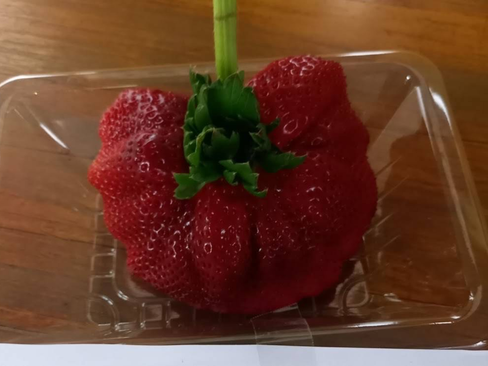 いちご④ 国内2月18日/25日発売予定】アディダス オリジナルス ZX 8000