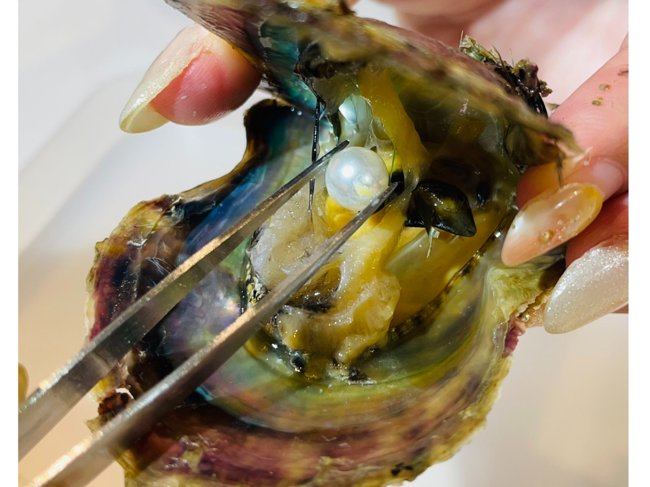 本物真珠取り出しポイント2!どんな真珠が出るかはお楽しみ★取り出した貝は加工してネックレスなどに・・・おすすめ!!