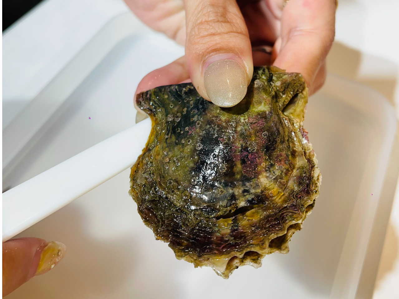 ^o|CgPI R̃ARL炨Iђ܂BĂĉFł邩ȁHwƃsZbggĊLJĐ^݂Ăc