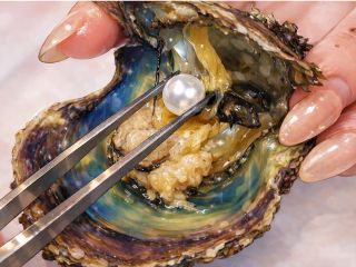 国産のアコヤ貝から取り出す本真珠☆
