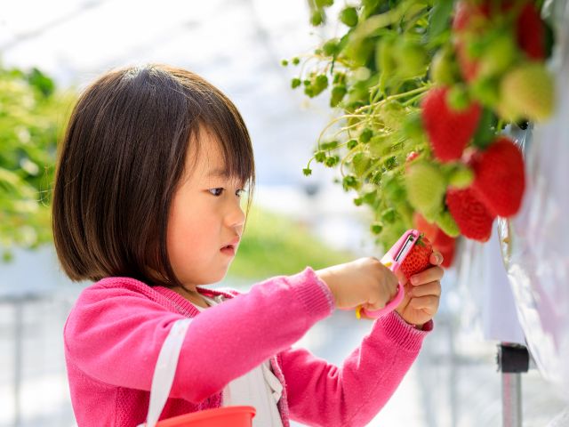 自分で収穫したイチゴは格別の美味しさ!安全バサミとバケツを使って、各棟に準備されているお席に座って楽しむことができます!