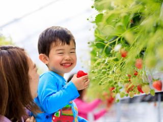食べごろイチゴがたくさんあります!1日の入場者数を制限して、皆さんに満足いくまでご堪能いただけるよう調整しております!
