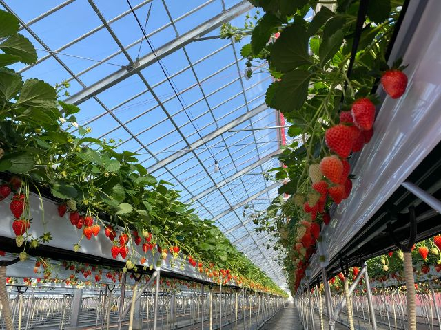 \\5周年記念の特別価格!!4歳~小学生未満500円!//<40分いちご食べ放題...