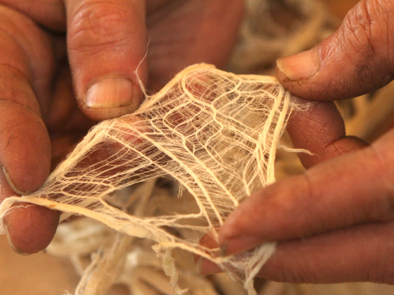 下ごしらえを終えたこうぞ