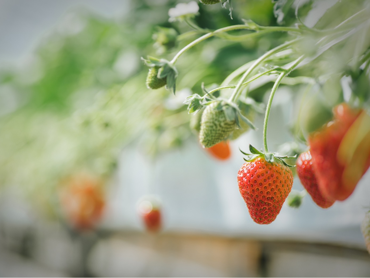 O痈邨qlIANZXǍD88}[`