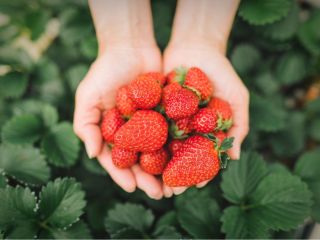 フレッシュなイチゴ、食べ放題!!