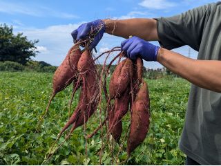 掘りたてのさつまいも