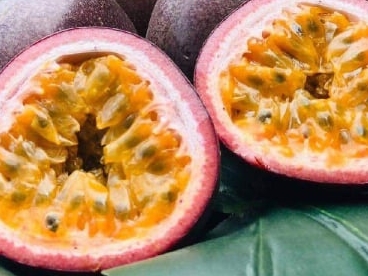 沖縄 糸満市 22年6月開催予定 パッションフルーツ収穫体験 ファミリー 女性に人気 Natural Passion 沖縄 じゃらん遊び体験