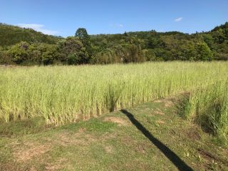 長い茎のライ麦です。