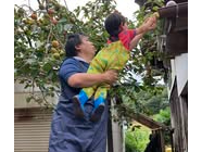 【じゃらん限定】【柿収穫&麦の種まき体験+開墾場の滝見学プラン】柿は収穫量の半分...