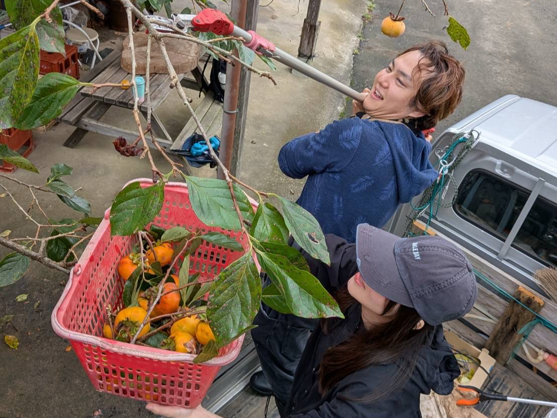 力を合わせて次郎柿をたくさん収穫しました。