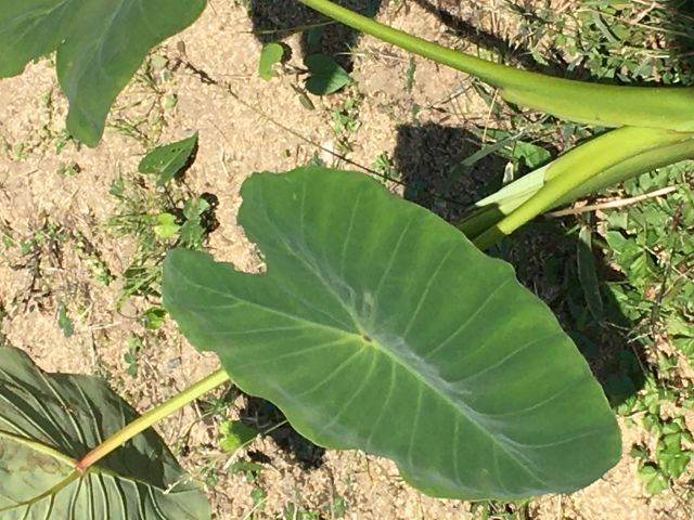 こちらがなんと里芋の葉っぱです!立派な里芋をたくさん掘り起こしてください♪