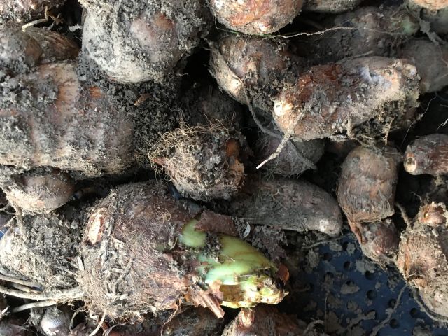 掘った里芋の半分量までお持ち帰りできます。