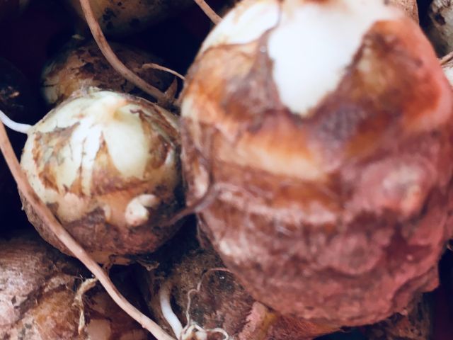 大きな里芋を掘ってね。