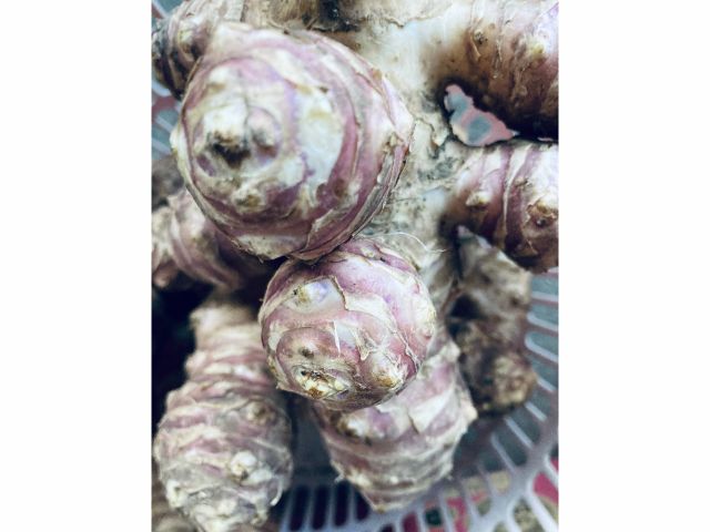 身体によい菊芋掘りも出来ます。♪