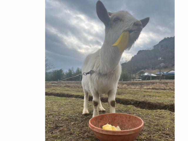 山羊のメイちゃんと散歩できます。