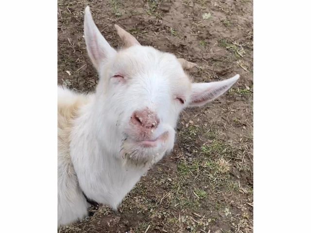 メイちゃんは、2021年7月末生まれの雌山羊です。