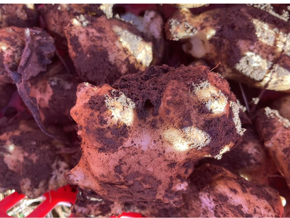 _CGbgɌʂeB炲ƉӞI[uICI[uŏĂăC^AAeAq[WłB炲ƑfgI