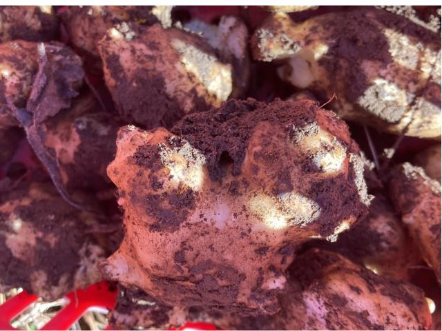 ダイエットに効果ある菊芋。皮ごと塩胡椒オリーブオイルオーブンで焼いてイタリアン、菊芋アヒージョが美味しいです。皮ごと素揚げも美味しい!