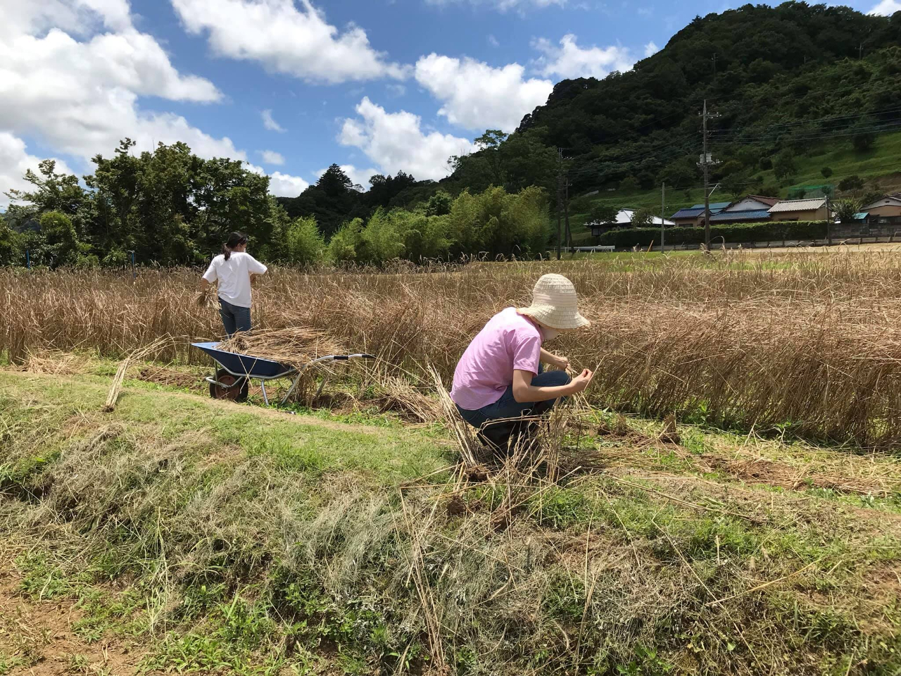 夏場は、ライ麦収穫と麦ストローで飲み物を飲みましょう。全て自然の素材で健康生活。