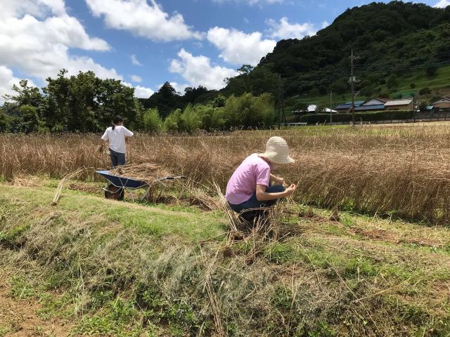 夏場は、ライ麦収穫と麦ストローで飲み物を飲みましょう。全て自然の素材で健康生活。