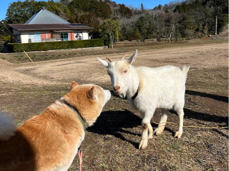 ��񂱂ƃL�����v