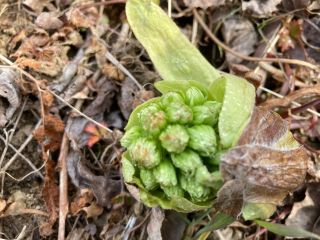 ふきのとう 天ぷら・蕗みそ・酢味噌でほろ苦い味をお楽しみください。