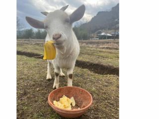 草が大好きな山羊のメイちゃん