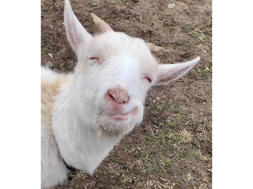 山羊のメイちゃんと散歩したり草を食べさせたりできます。